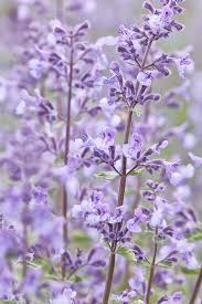 Attēlu rezultāti vaicājumam “Nepeta x faassenii leaf”