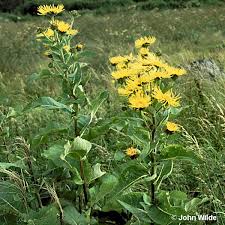 Image result for Inula helenium