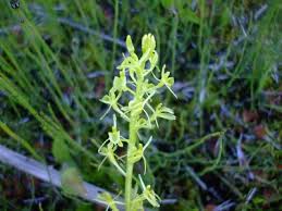 Attēlu rezultāti vaicājumam “Liparis loeselii leaf”