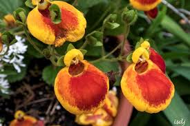 Image result for Calceolaria