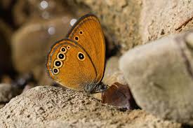 Attēlu rezultāti vaicājumam “Coenonympha hero underside”