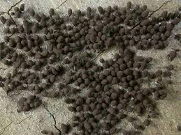 Attēlu rezultāti vaicājumam “Comatricha pulchella”