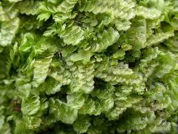 Attēlu rezultāti vaicājumam “Jungermannia hyalina”