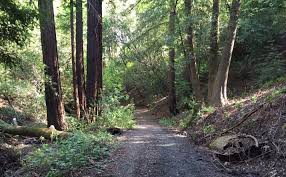 Attēlu rezultāti vaicājumam “Licea pusilla young”