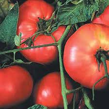 Afbeeldingsresultaat voor brandywine cherry tomato