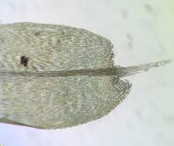 Attēlu rezultāti vaicājumam “Leptodictyum riparium”