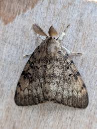 Attēlu rezultāti vaicājumam “Lymantria dispar”