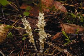 Attēlu rezultāti vaicājumam “Sebacina incrustans”