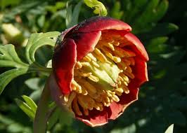 Attēlu rezultāti vaicājumam “Paeoniaceae”