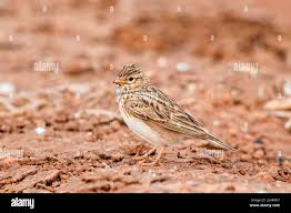 Image result for Calandrella rufescens