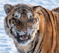 Afbeeldingsresultaat voor tijgers