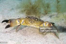 Image result for Eriphia verrucosa