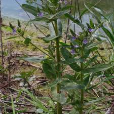 Attēlu rezultāti vaicājumam “Veronica anagallis-aquatica”