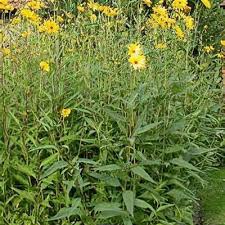 Attēlu rezultāti vaicājumam “Helianthus tuberosus”