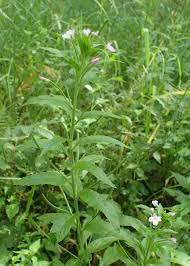 Attēlu rezultāti vaicājumam “Epilobium parviflorum”