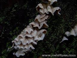 Attēlu rezultāti vaicājumam “Skeletocutis amorpha”