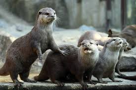 Image result for Worthing Otters