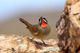 Image result for Luscinia calliope