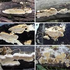 Attēlu rezultāti vaicājumam “Antrodia malicola”