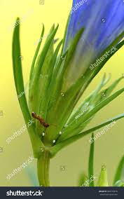 Attēlu rezultāti vaicājumam “Maculinea alcon eggs”