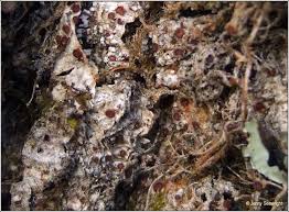 Attēlu rezultāti vaicājumam “Thelopsis rubella”