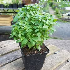 Image result for Basilikum