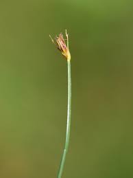 Attēlu rezultāti vaicājumam “Eleocharis quinqueflora flower”