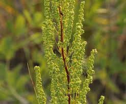 Image result for Artemisia caudata