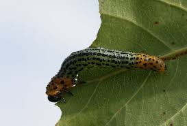 Attēlu rezultāti vaicājumam “Nematus salicis”