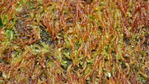 Attēlu rezultāti vaicājumam “Rhabdoweisia fugax”