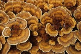 Attēlu rezultāti vaicājumam “Trametes ochracea”