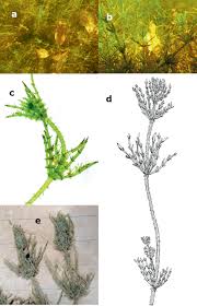 Attēlu rezultāti vaicājumam “Chara hispida”