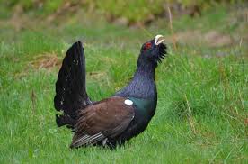 Attēlu rezultāti vaicājumam “Tetrao urogallus”