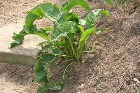 Attēlu rezultāti vaicājumam “Armoracia rusticana leaf”