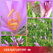 Image result for Herbstzeitlose