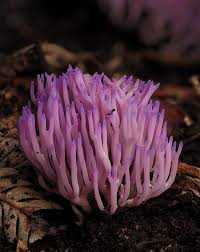 Attēlu rezultāti vaicājumam “Ramariopsis pulchella”