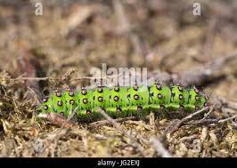 Attēlu rezultāti vaicājumam “Saturnia pavonia cocoon”