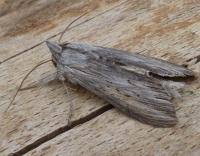 Attēlu rezultāti vaicājumam “Cucullia umbratica”