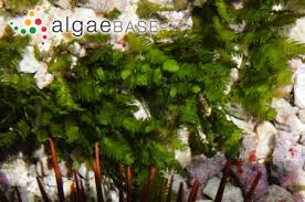 Attēlu rezultāti vaicājumam “Fissidens taxifolius”