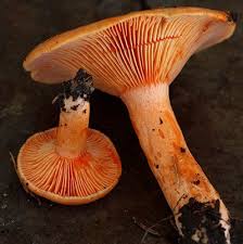 Attēlu rezultāti vaicājumam “Lactarius”