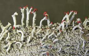 Attēlu rezultāti vaicājumam “Cladonia”