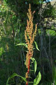 Attēlu rezultāti vaicājumam “Rumex aquaticus bud”