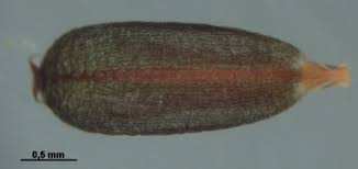 Attēlu rezultāti vaicājumam “Glyceria fluitans fruit”