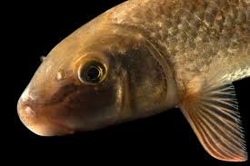Image result for Moxostoma duquesnei