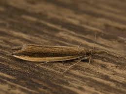 Attēlu rezultāti vaicājumam “Mucronella”