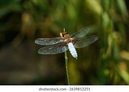 Attēlu rezultāti vaicājumam “Libellula depressa male”