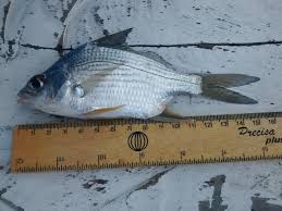 Image result for Eugerres plumieri