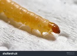 Attēlu rezultāti vaicājumam “Plodia interpunctella”