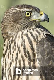 Attēlu rezultāti vaicājumam “Accipiter gentilis”