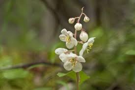 Attēlu rezultāti vaicājumam “Pyrola rotundifolia flower”